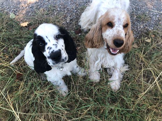 Olympia et Néo, mes amours de poilus 