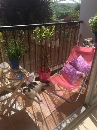 Mon chat sur le balcon 