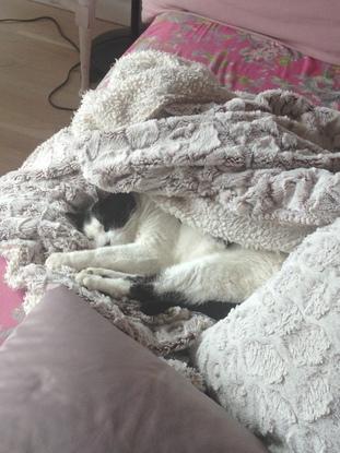 Mon chat bien au chaud 