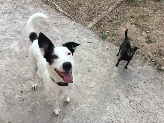 Tango et son amie Chispas (une habituée) attendent leur balle