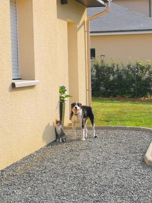 Mon chien Louky et mon chat Pacha 