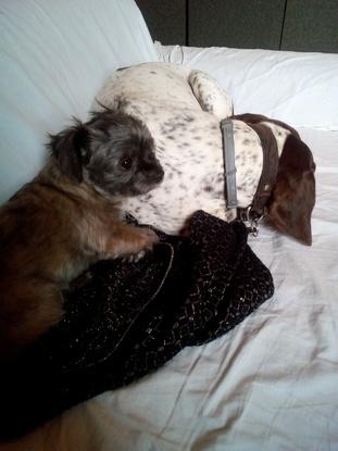 Mon tilou et son copain de vacances