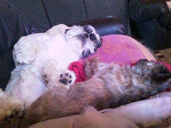 Tilou et son autre petit copain chitzu