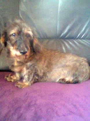 Ma petite teckel décédée un mois avant ses 16ans