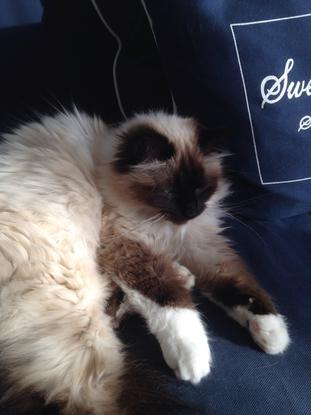 Un amour de chat...