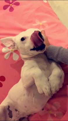 Hava, la jolie Jack