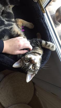 Simba, chaton que j’ai gardé!