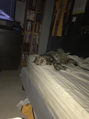Mon chat Marley
