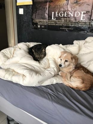Mon chat et la chienne de mon père 