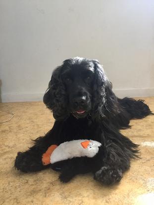 Fifi, un amour de cocker!