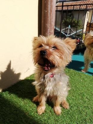 Joyce 4 ans (fille de Fannie)