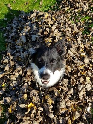 Mon chien 🐶