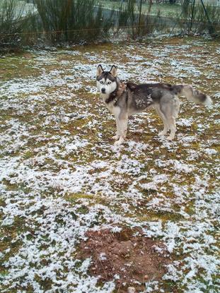 Sibéria ma 2 ème chienne
Une Husky de 3 ans