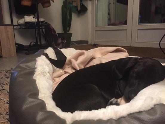 Nous gardons également les chiots qui resteront bien au chaud près de nous