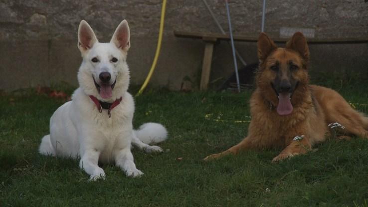 Fox et son copain Charly