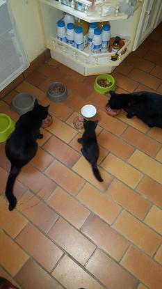 Mes 3 amours de chats!