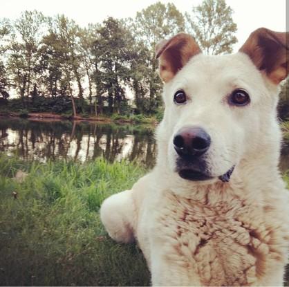 Woofy en promenade 