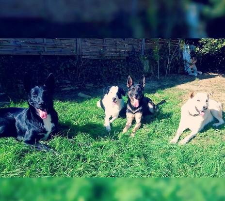 Mes quatre chiens