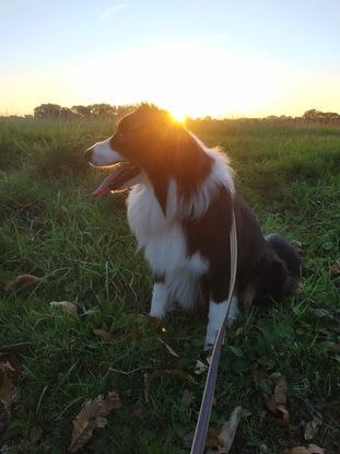 2ième séjour chez Amandine pour Hudson à 1 semaine du précédent. Notre chien s'y plaît toujours: on l'y laisse les yeux fermés !