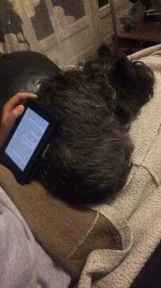 Petite Gaufrette qui aime l’attention