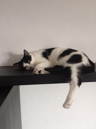 Popoki prend de la hauteur