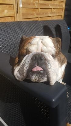 Harley en plein boulot