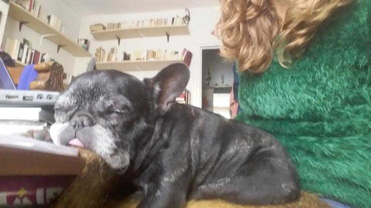 Divine, un amour de petite bouledogue! Sortie et gardée pendant 5 ans