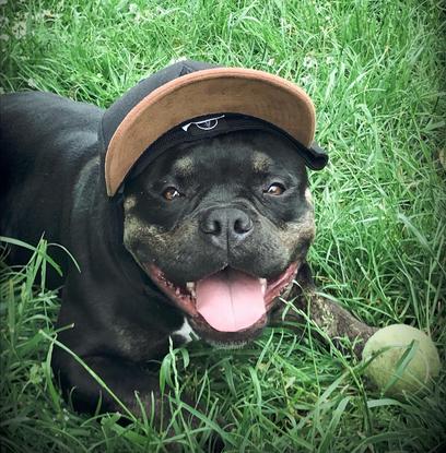 Khloé notre petite chienne de trois ans 