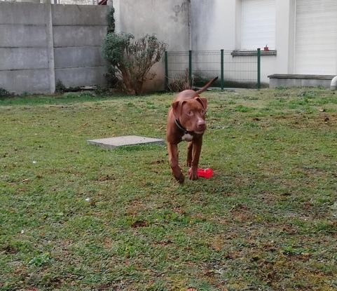 Ma chienne en plein jeux 😉