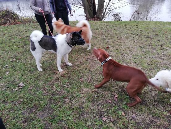 Rencontre avec ses congénère très gentil 😊