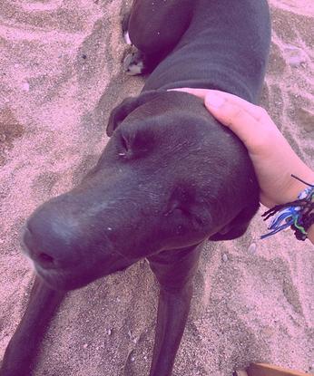 toutou errant sur la plage