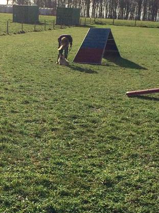En plein cours d’agility 
