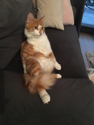 Mon petit chaton 