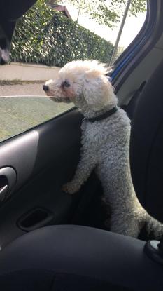Pette promenade en voiture pour ce bichon 