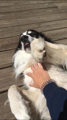 Getro, le chien de ma belle famille (gardé 1 jour/1 nuit)