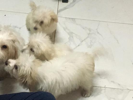 Les chiots dont je me suis occupée il y a quelques mois, ils ont bien grandi depuis 