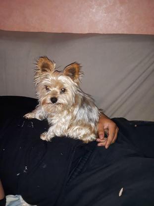 Une petite chienne que nous avions recueilli ma sœur, ma maman et moi même, mais à été restituée à son propriétaire quand celui-ci a fait signe ❤️