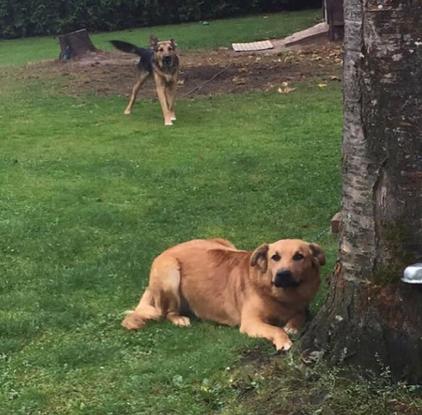 Marley et Mabrouk, croisé berger allemand/malinois de 3 ans