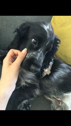 Othelo, 5 months old at the time! I was his dogwalker and ended up dogsitting him for a few weeks! 