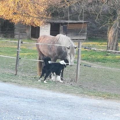 Petite promenade ! Petit coucou au cheval 