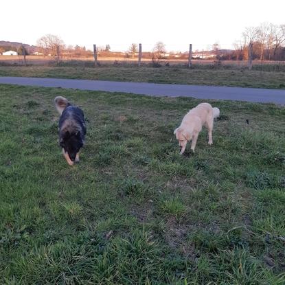 Maydie et son pote 😍🐕