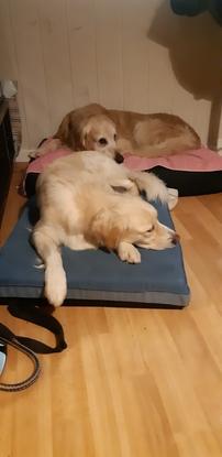 Maydie au dodo avec son chérie Filou😍🐶