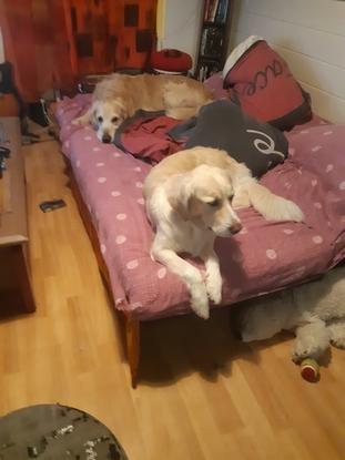 Dodo dans le lit à papou