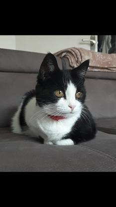 Bijou ♀️🐱🐾 Mon chat 