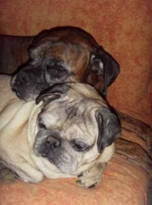 Garou (c'était mon Boxer) et Nimbus (c'était mon Carlin)