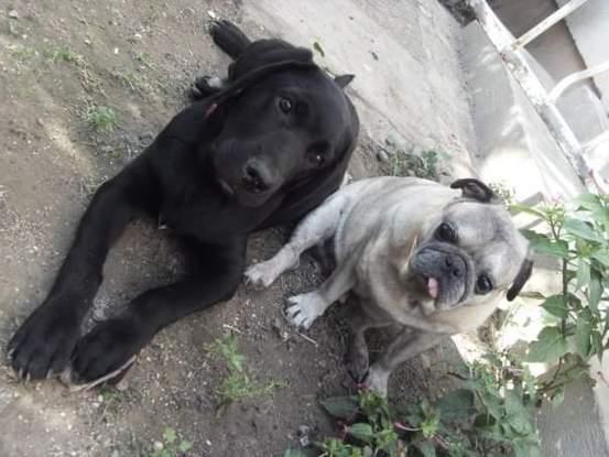 Blacky (c'était mon Labrador) et Nimbus (c'était mon Carlin)