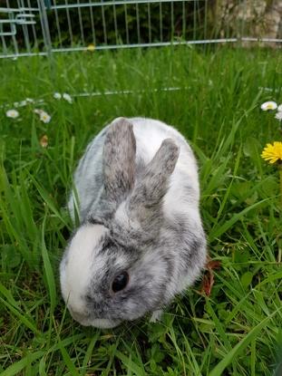 PanPan, Lapin Nain mâle de 3ans