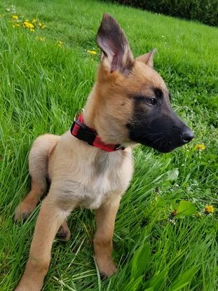 Freyja, femelle Berger Belge Malinois de maintenant 1an. Ici, le jour de son arrivée à la maison, elle avait 2mois et demi