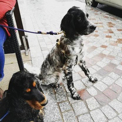 Ouzo et Oscar 