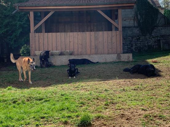 La petite troupe avec un chien qu’on avait gardé 